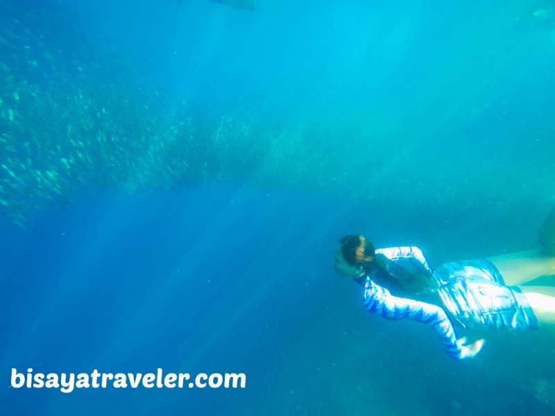 cebu pescador island sardine run