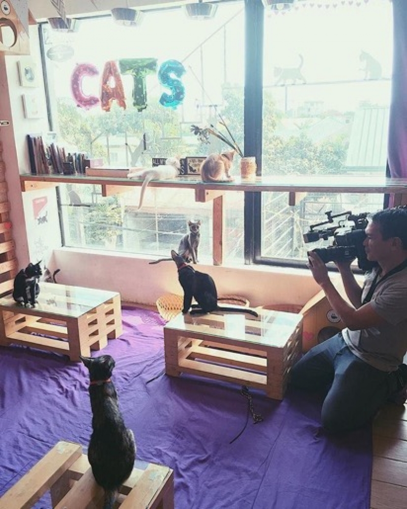 7 Most Adorable Pet Caf s in Manila  Tripzilla Philippines