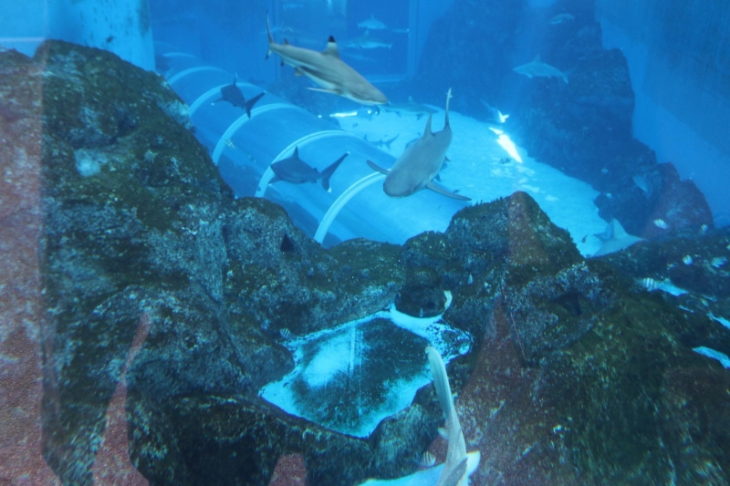 sea aquarium