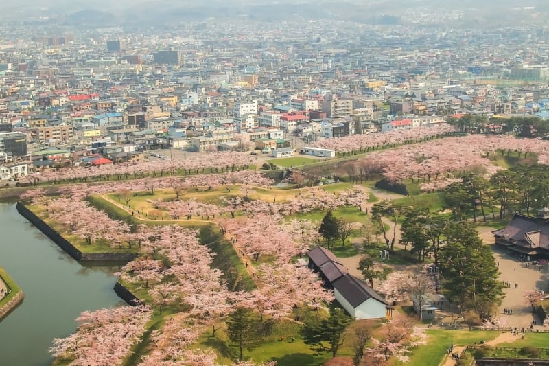 goryokaku park sapporo sakura