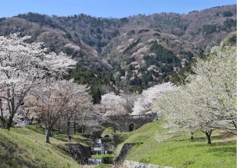 Sakura spot in Kamagatani Park