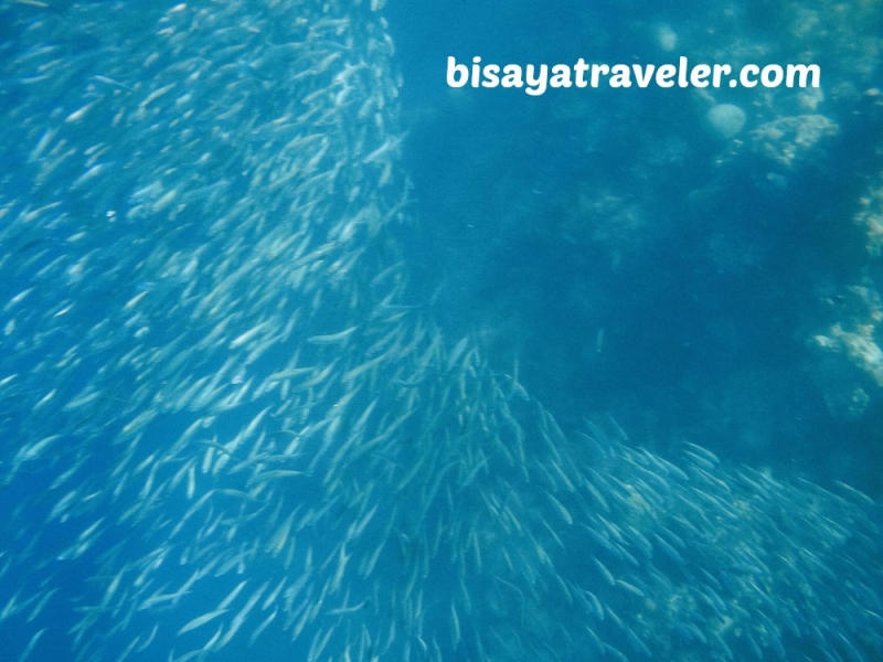 cebu pescador island sardine run