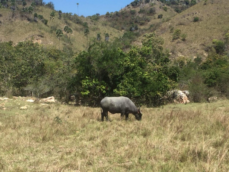 komodo national park