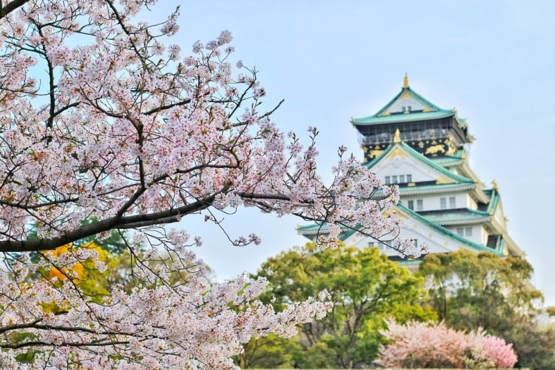 cherry blossoms in osaka japan