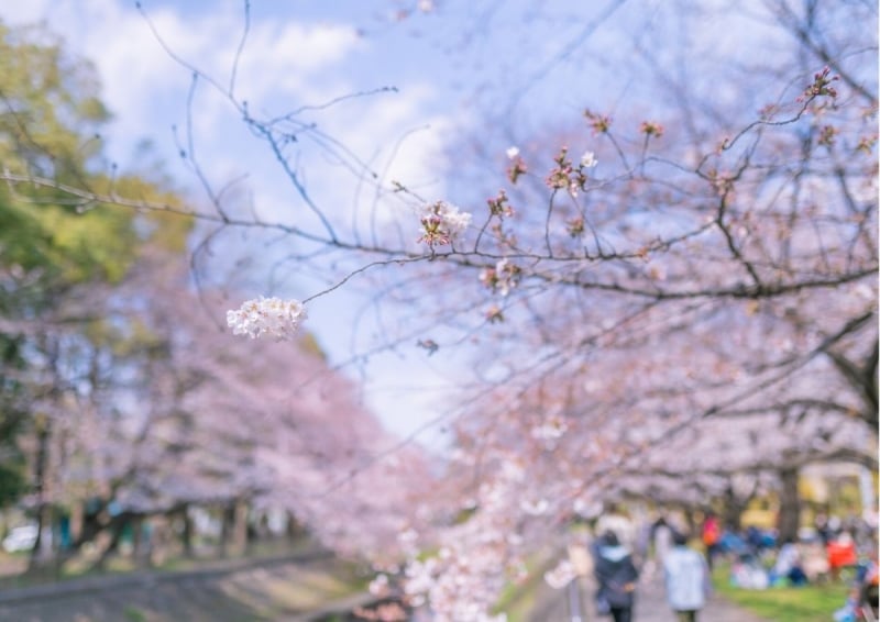 Zenpukuji River cherry blossoms