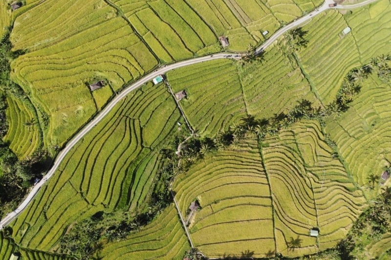 Jatiluwih Rice Terraces