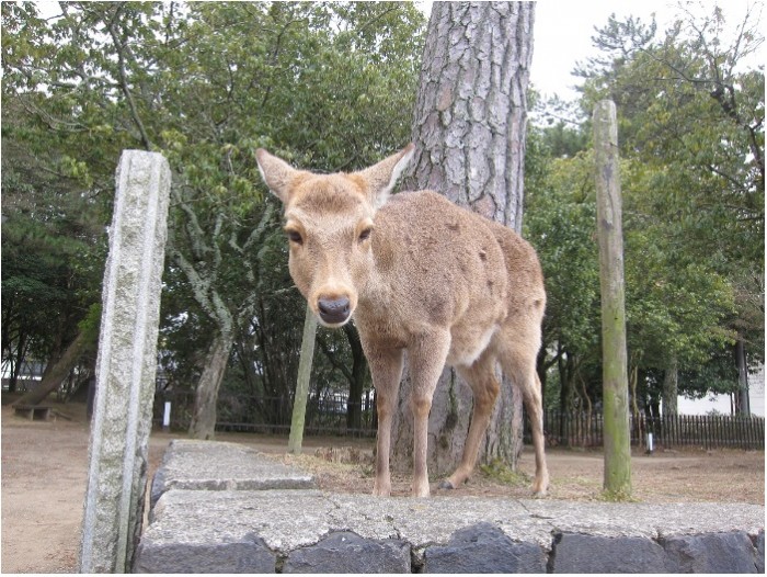 Nara