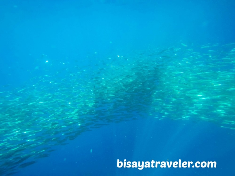 cebu pescador island sardine run