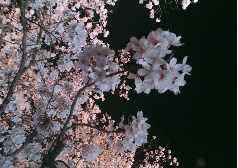 Oyoko River cherry blossoms