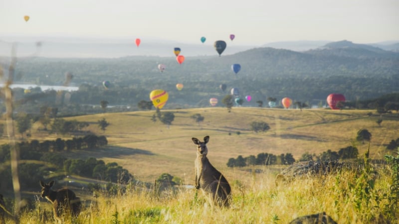 a kangaroo in canberra with balloons in the foreground