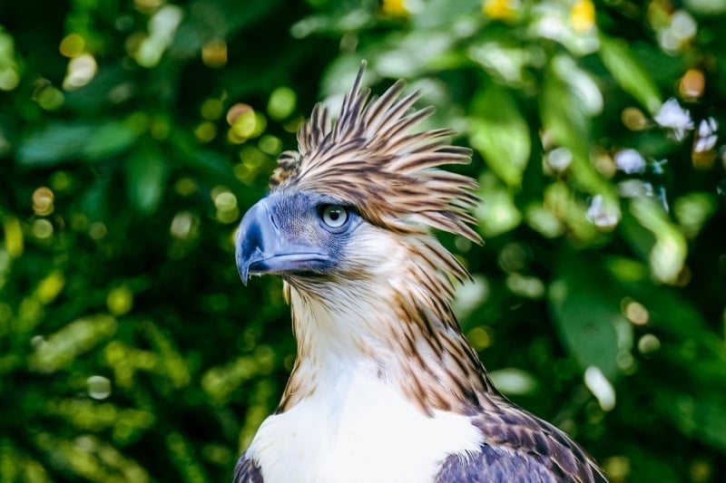 Philippine Eagle Center