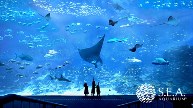 SGD 30 for S.E.A. Aquarium Admission Exclusive for NTUC Cardholders