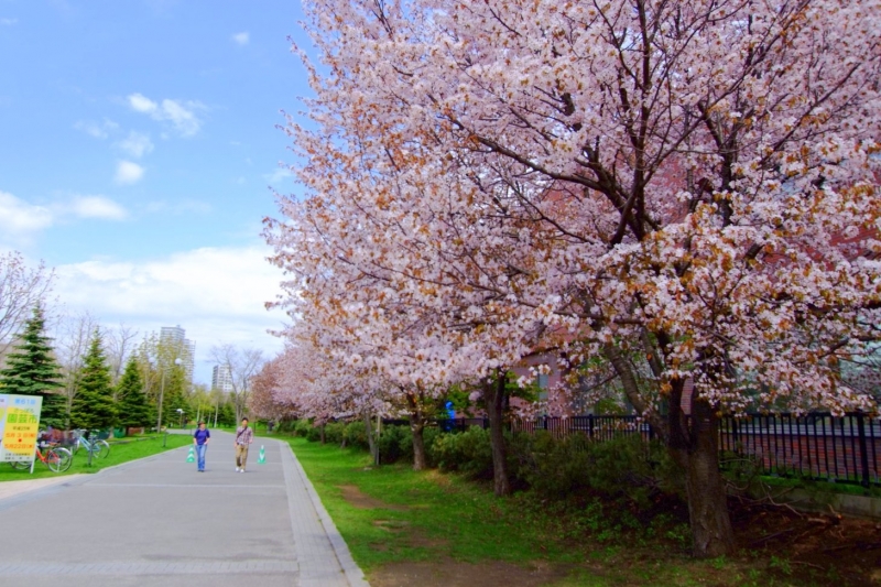 Nakajima Park Japan cherry blossoms