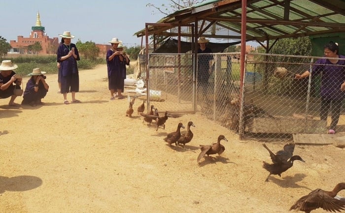 sukhothai airport farming