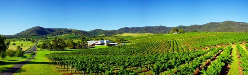 Hunter Valley Vineyard