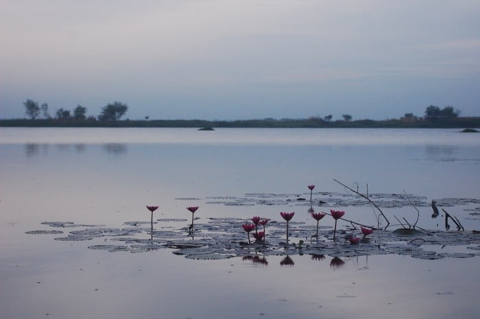 Candaba Swamp