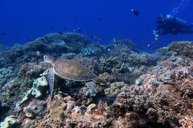 diving spots philippines