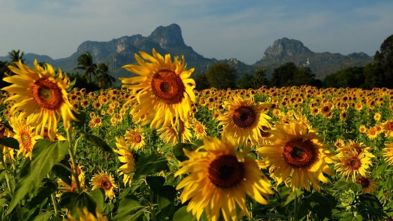 sunflowers on a field in thailand