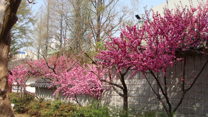 Mùa hoa anh đào Hàn Quốc 2020