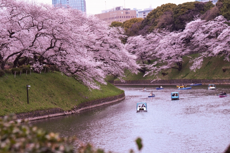 chidorigafuchi japan cherry blossoms