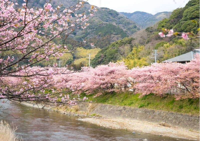 Kawazu River cherry blossoms