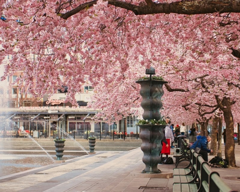 cherry blossoms outside of japan