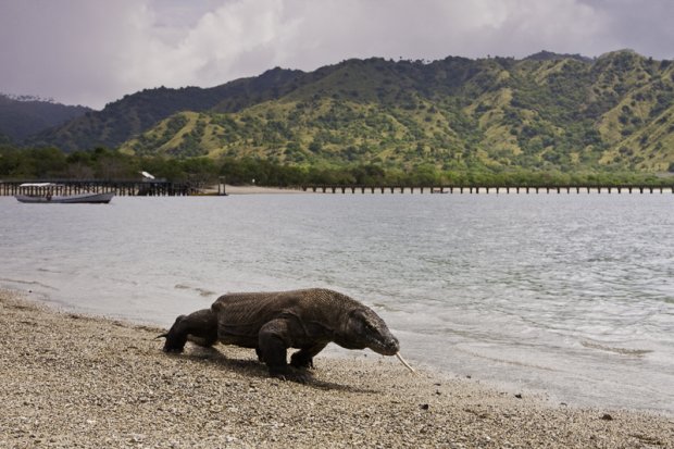 komodo national park