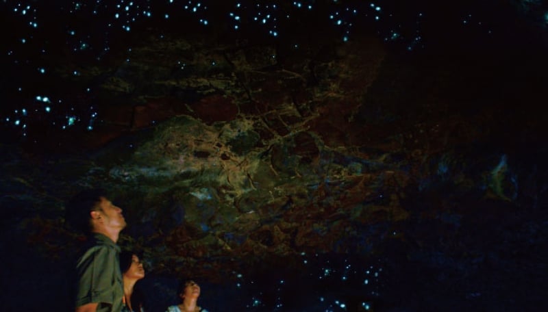 glowworm cave in springbrook national park