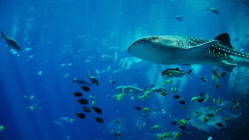 aquarium