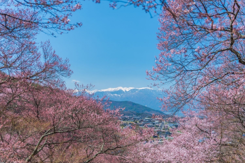 cherry blossoms in japan nagano