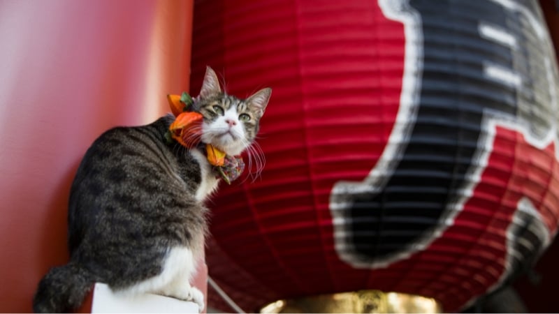 a cat at senso-ji temple in asakusa, tokyo, japan