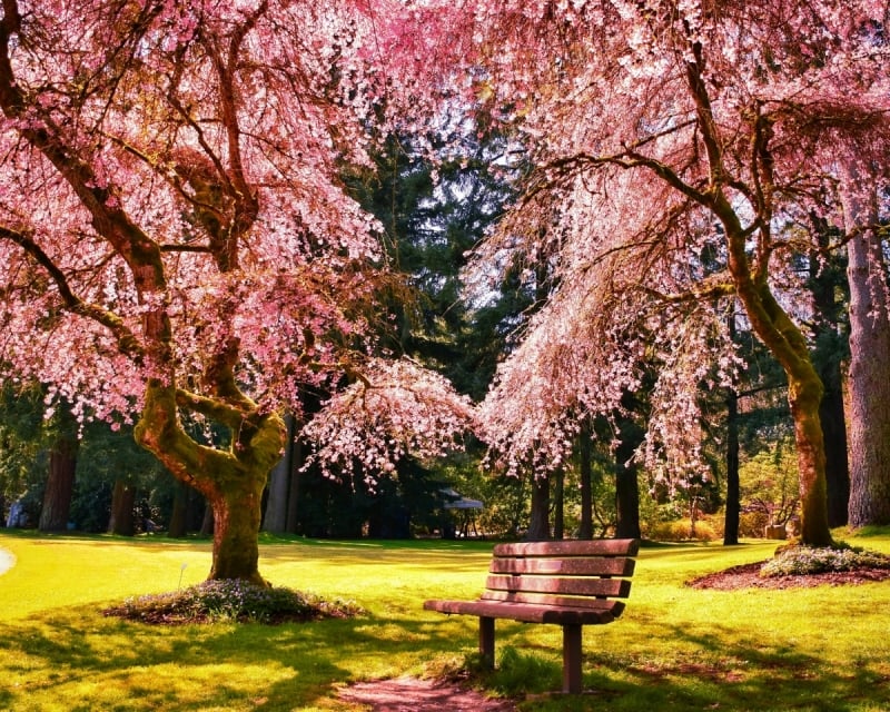 cherry blossoms outside of japan