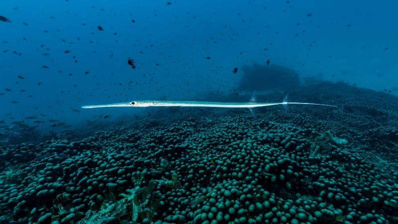 pavona clavus coral