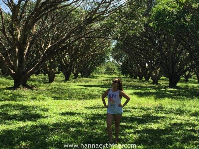 Mango Plantation guimaras