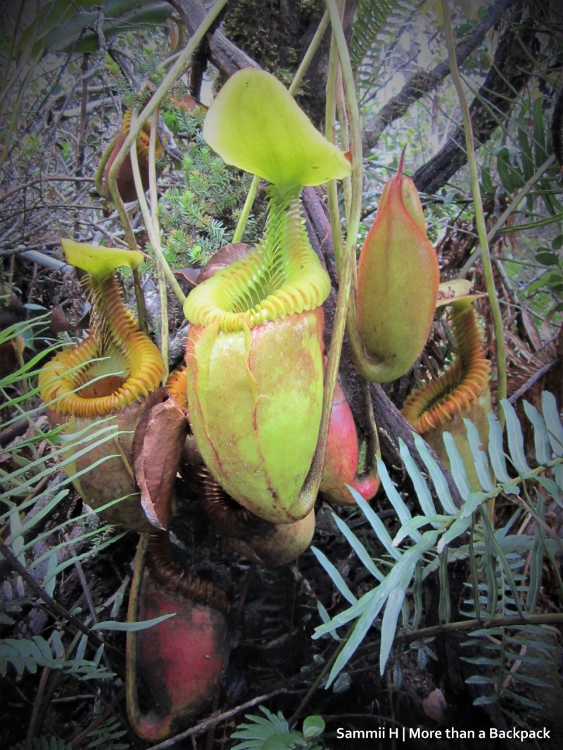 hiking mount kinabalu