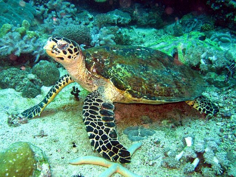 diving spots in the philippines