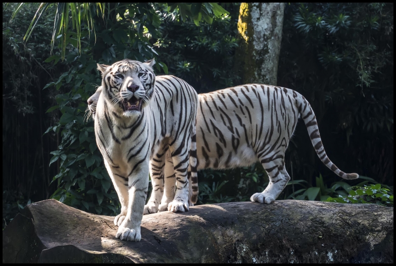 Singapore Zoo