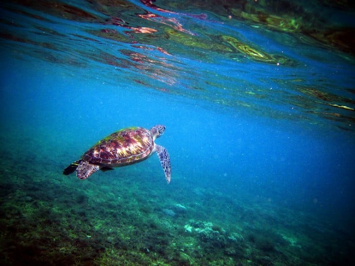 Apo Island