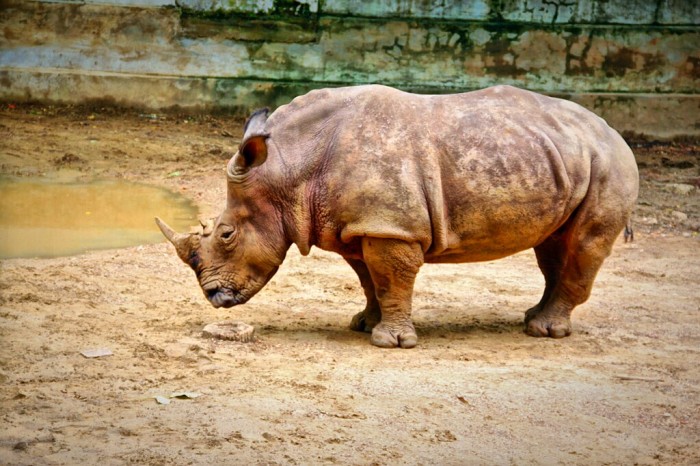 Yangon Zoo