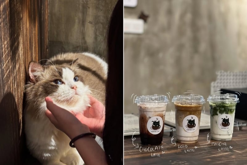 Coffee Cat House