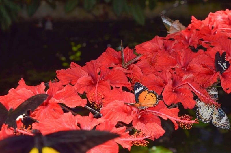 Visiting Entopia by Penang Butterfly Farm is one of the things to do in Penang