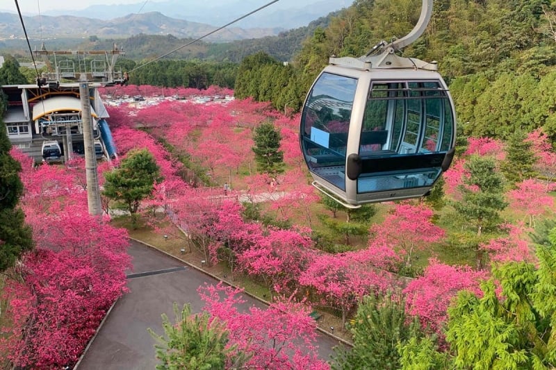 taiwan cherry blossom 2023