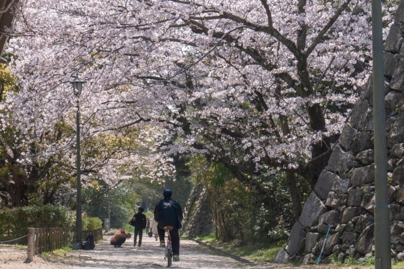 fukuoka japan cherry blossoms
