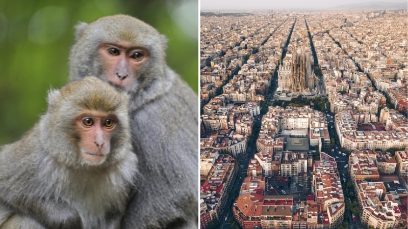 close up of two monkeys on the left and an aerial shot of barcelona