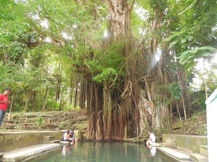 enchanted balete tree siquijor