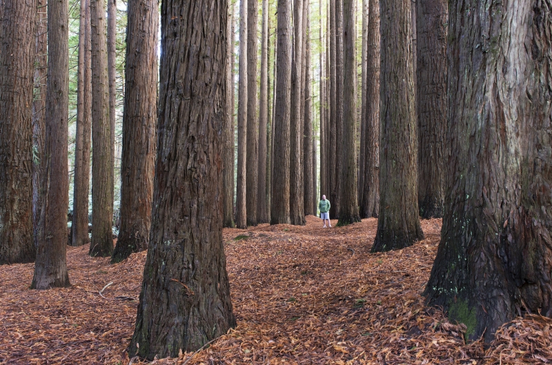 california redwoods at beech forest