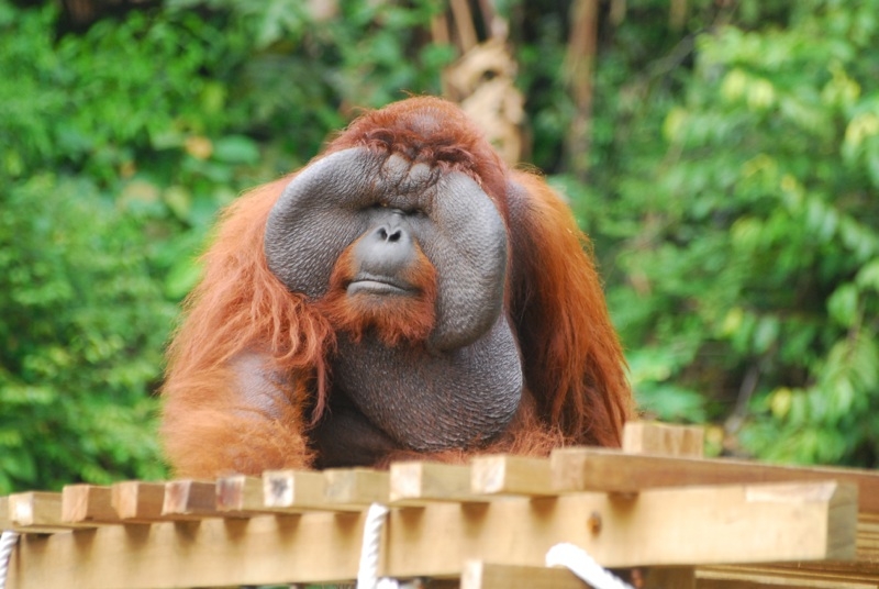 an orangutan in semenggoh nature reserve