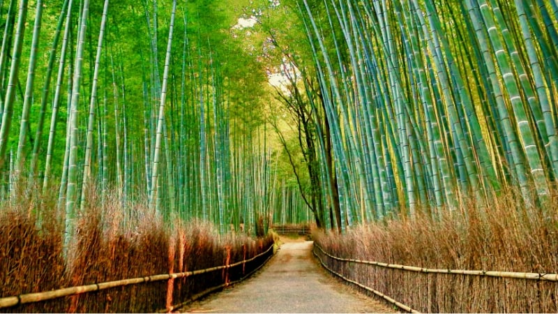 arashiyama bamboo forest, kyoto, japan