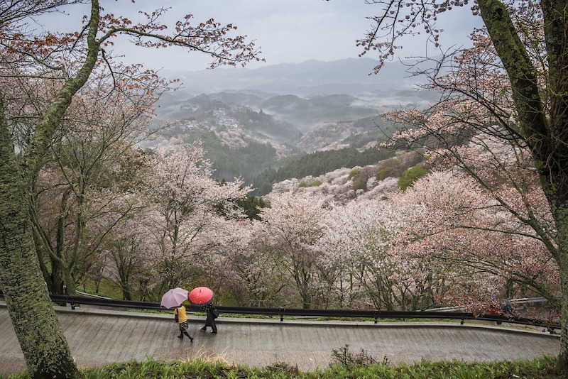 japan cherry blossom 2021