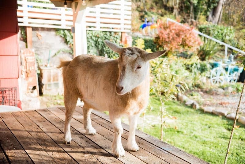 Goats at a Characterful Farm-Chic Hideaway